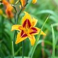 Hemerocallis - Taglilien