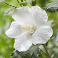 Weiße Hibiscus