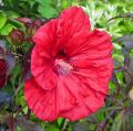 Sumpfeibisch - Riesen-Hibiscus