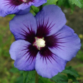 Blaue Hibiskus