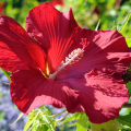 Rote Hibiscus