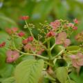 Hydrangea anomala - Kletterhortensie