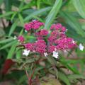 Hydrangea aspera - Samthortensie