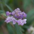 Hydrangea involucrata - Japanische Hortensie