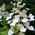 Hortensien für sonnige Standorte