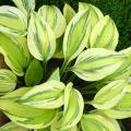 Hosta nach Laubfarbe