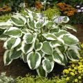 Hostas mit panaschiertem Laub