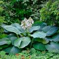 Riesenhostas