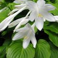 Duftende Hostas