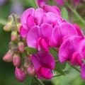 Lathyrus - Platterbse