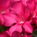 Oleander