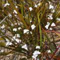 Libertia - Neuseelandiris