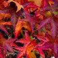 Liquidambar - Amberbaum