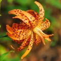 Lilien (Lilium) von A bis Z