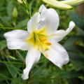 Osterlilie (Lilium longiflorum)