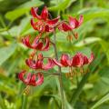 Lilium martagon - Türkenbundlilie