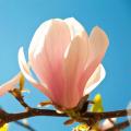 Frühblühende Magnolien