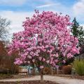 Magnolien für Kübelkultur