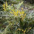 Mahonia non piquants