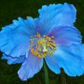 Meconopsis - Scheinmohn