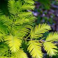 Metasequoia