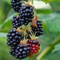 Brombeeren