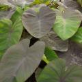 Colocasia / Alocasia - Elefantenohr