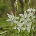 Ornithogalum - Milchsterne