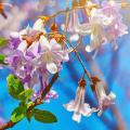 Paulownia - Blauglockenbaum