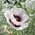 Orientalischer Mohn - Staudenmohn