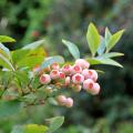 Vaccinium - Heidelbeere