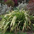 Panaschierte Phormium