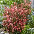 Photinias rouges