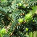 Picea - Fichte