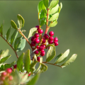 Pistazienbaum - Pistacia vera