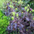 Pittosporum botanisch