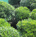 Klebsame Pittosporum