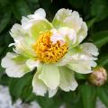 Paeonia - Pfingstrose