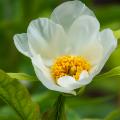 Pfingstrosen mit einfachen Blüten