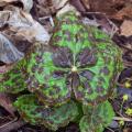 Podophyllum - Maiapfel