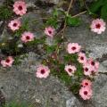 Potentilla für Einfassungen