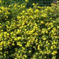 Potentilla für Hecken