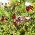 Potentilla für Töpfe