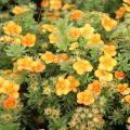 Strauch-Potentilla