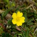 Potentilla mit gelben Blüten