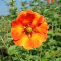 Potentilla mit orangefarbenen Blüten