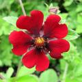 Potentilla mit roten Blüten