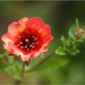 Potentilla nach Blütenfarbe