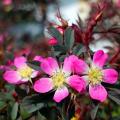 Botanische und Wild-Rosen