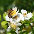 Rosen für Bienen